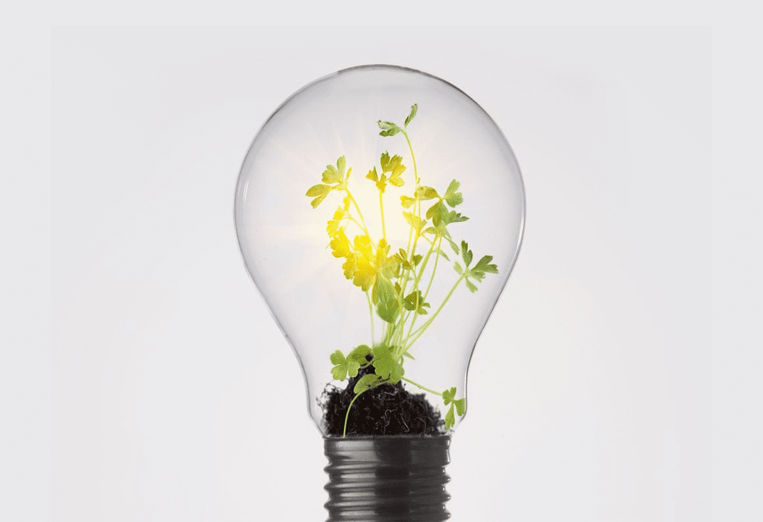 A plant inside a light bulb