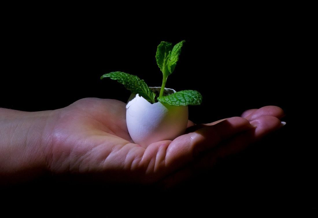 A hand with a plant inside an eggshell